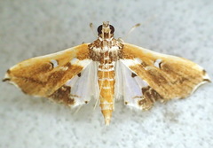 Neoleucinodes alegralis
