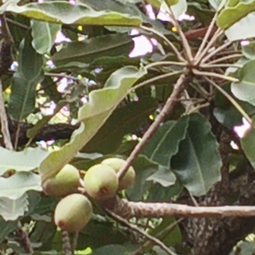 Shea Tree