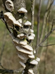 Cerrenaceae