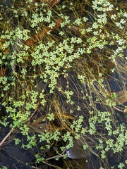 Callitriche longipedunculata
