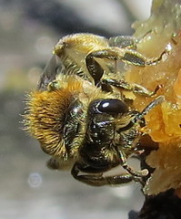 Andrena rugosa