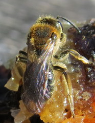 Andrena rugosa