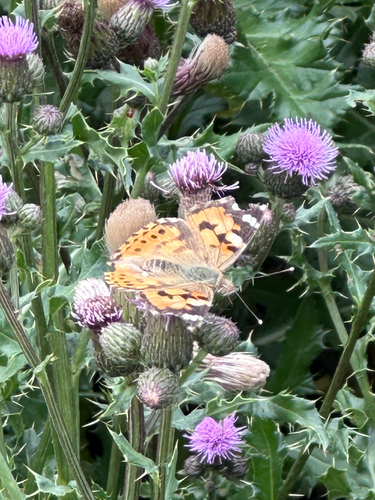 Painted Lady