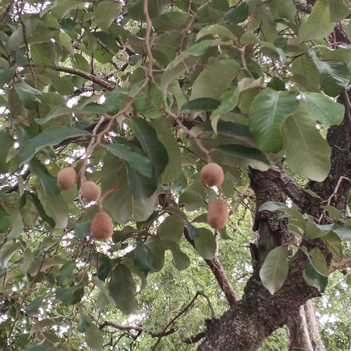 Mobola Plum