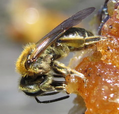 Andrena rugosa