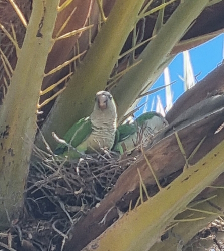 Monk Parakeet