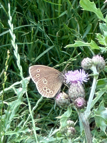Ringlet