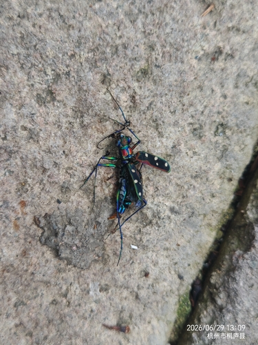Cosmodela separata