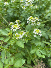 watercress