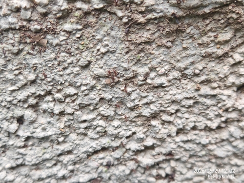 Japanese Queenless Ant