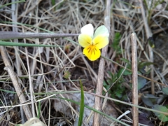 Viola hymettia