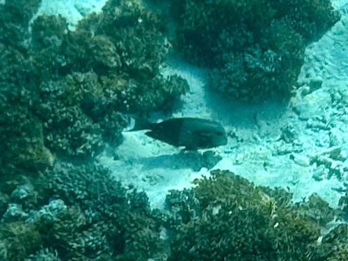 Orangeblotch Surgeonfish (Acanthurus olivaceus)