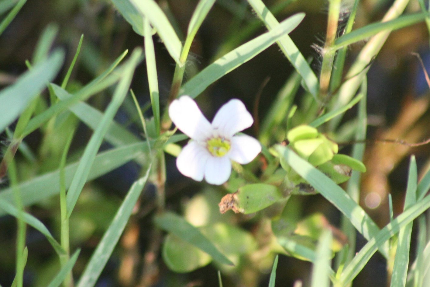 Bacopa monnieri (Bacopa monnieri)