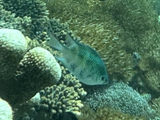 Staghorn Damsel (Amblyglyphidodon curacao) — recorded at W-Reef