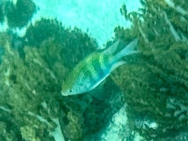 Staghorn Damsel (Amblyglyphidodon curacao)