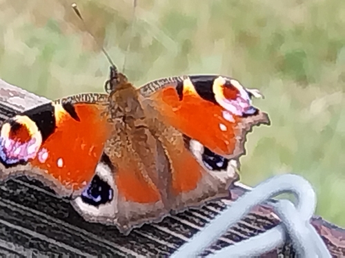 European Peacock Butterfly