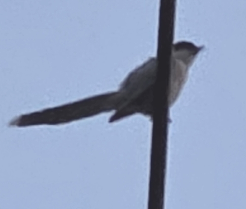 Azure-winged Magpie
