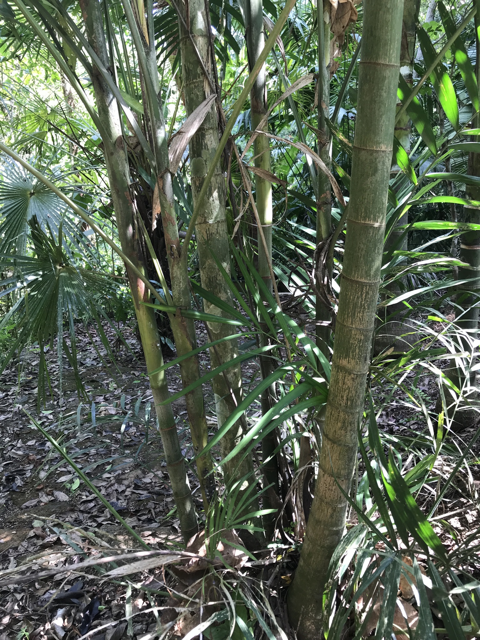 Imagem de Bacaba-de-leque