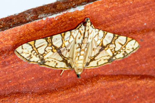 Jack Fruit Borer
