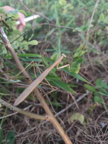 Tenodera fasciata