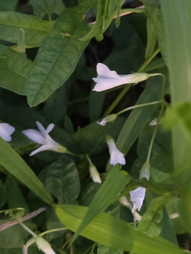 false shamrock