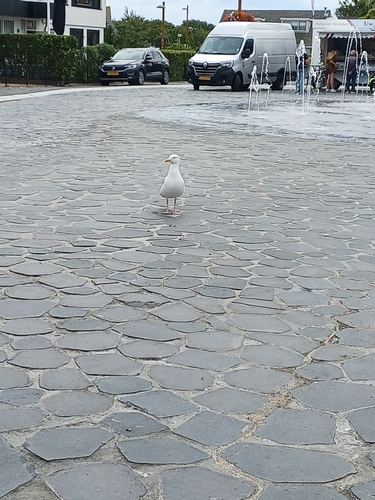 European Herring Gull