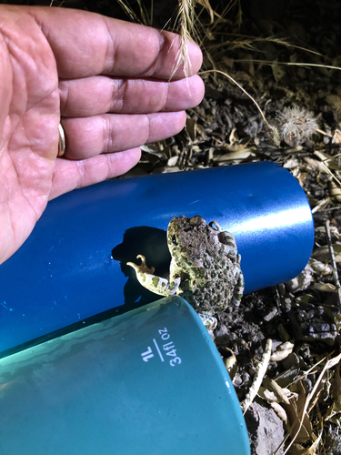 Balearic Green Toad