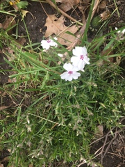 Phlox subulata