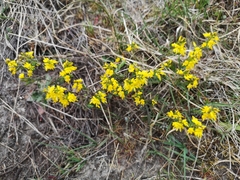Genista anglica