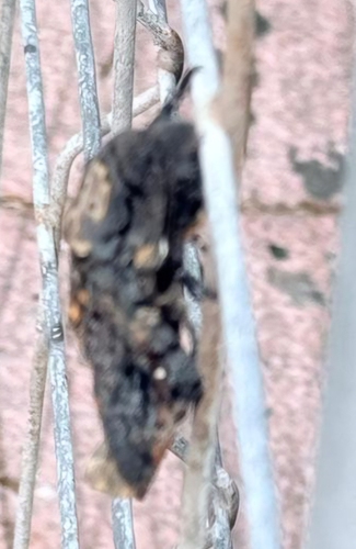 Death's Head Hawkmoth