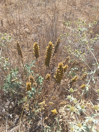 Mediterranean lineseed