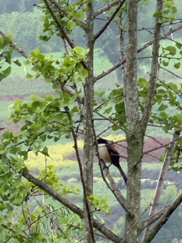 Long-tailed Shrike