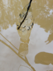 Ambystoma talpoideum