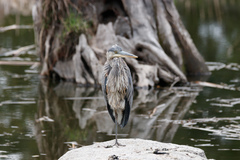 Ardea herodias fannini