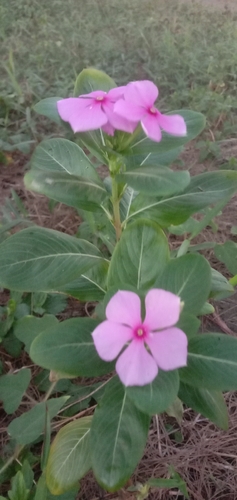 Madagascar Periwinkle
