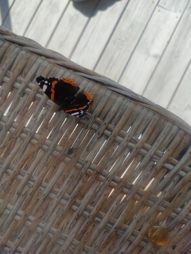 Red Admiral