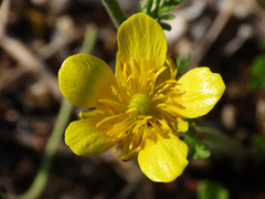 Ranunculus millefoliatus