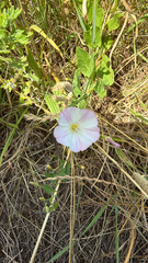 field bindweed