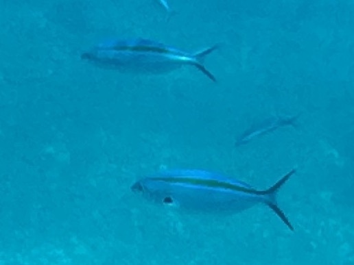 Scissor-tailed Fusilier (Caesio caerulaurea) — recorded at Cauldron