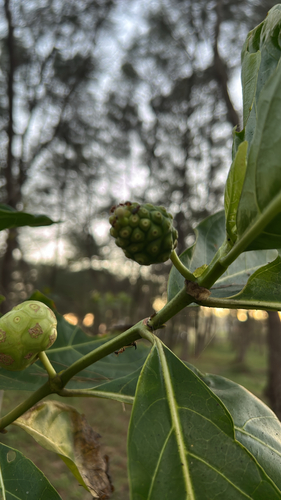 Noni