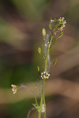 Draba muralis
