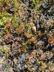 Crassula solieri