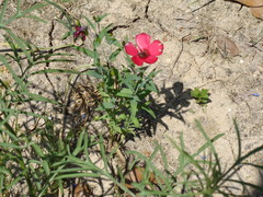 Linum grandiflorum