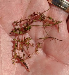 Crassula solieri