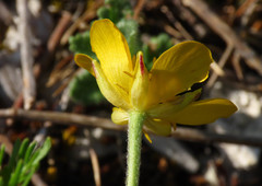 Ranunculus millefoliatus