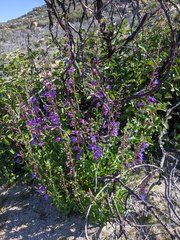 Penstemon spectabilis spectabilis