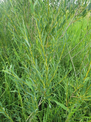Salix caspica, photograph 2