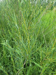 (c) Dmitriy Bochkov, some rights reserved (CC BY) Salix caspica, photograph (c) Dmitriy Bochkov, some rights reserved (CC BY)