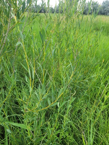 Salix caspica