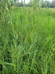 Salix caspica